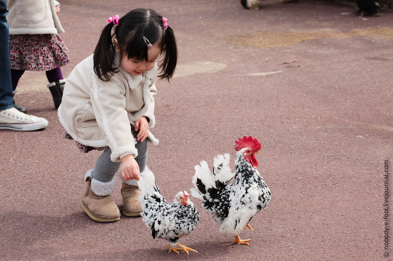 Японская Курица Фото