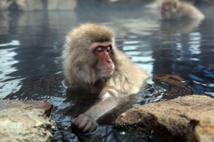 Замерзшие обезьянки греются в теплых источниках