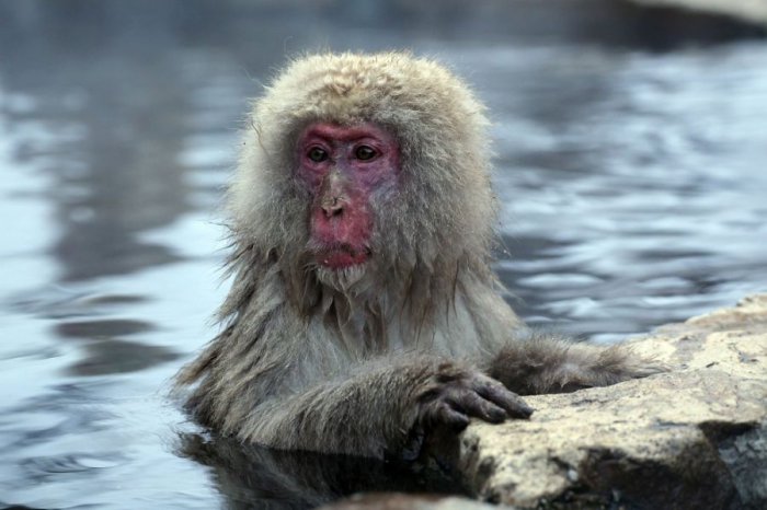 Замерзшие обезьянки греются в теплых источниках