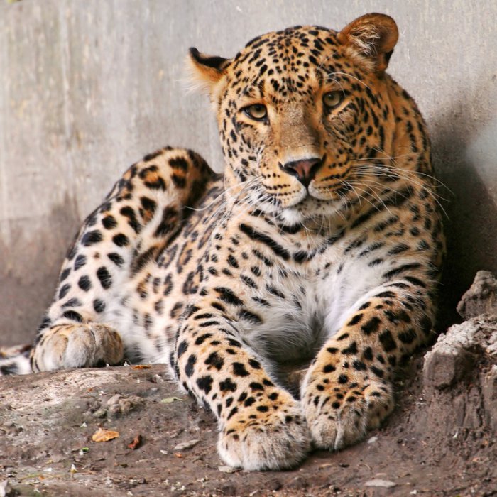 Интересное о леопардах