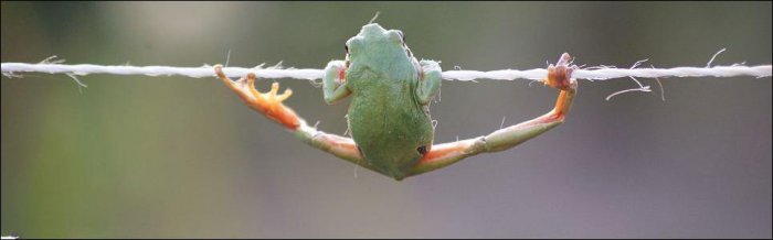 Лягушка-гимнастка (5 фото)