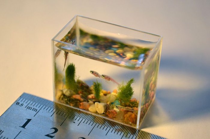 Самый маленький аквариум с рыбками