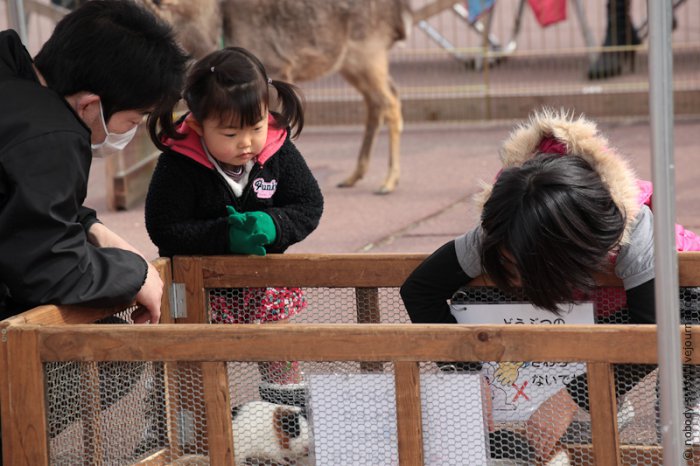Детский зоопарк в Японии