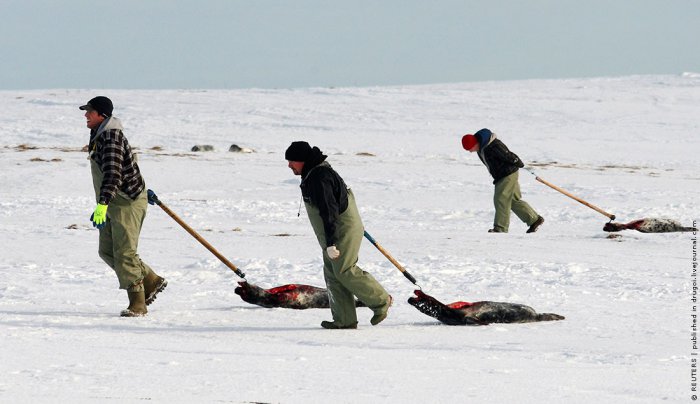 Ежегодная охота на детенышей длинномордого тюленя