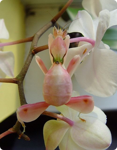 Орхидейный богомол из Таиланда и Малайзии (7 фото)