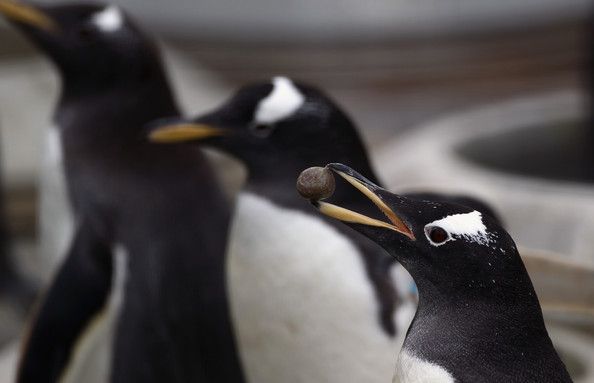 "Квартиры" для пингвинов (13 фото)