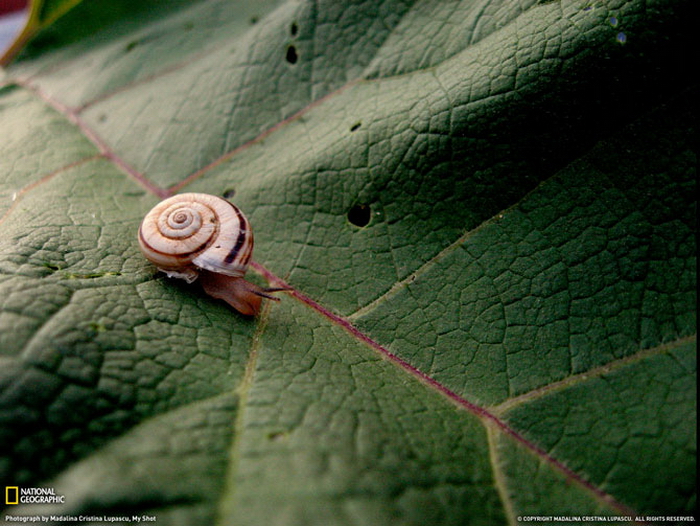  National Geographic   2011 (28 )