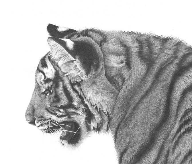 Фотореалистичные графитовые рисунки животных