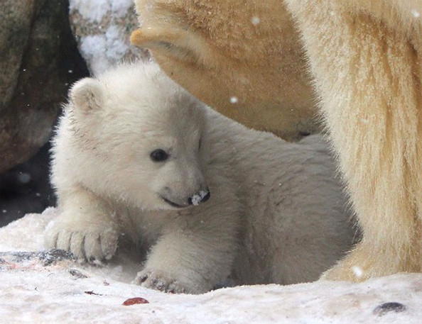 Белый медвежонок в зоопарке Дании (8 фото)