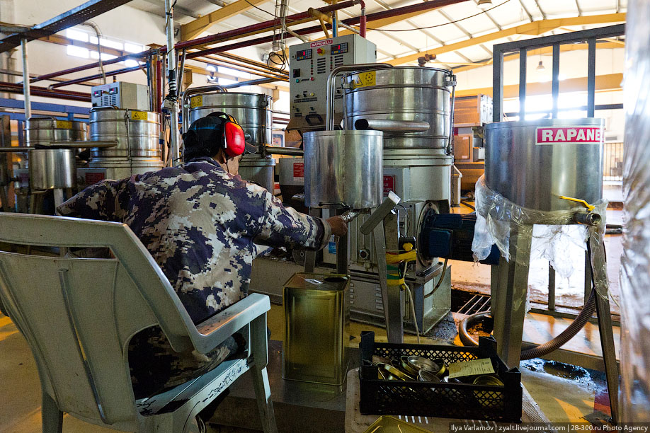 Производство оливкового масла. Завод оливкового масла. Оборудование для производства оливкового масла. Производство оливок.