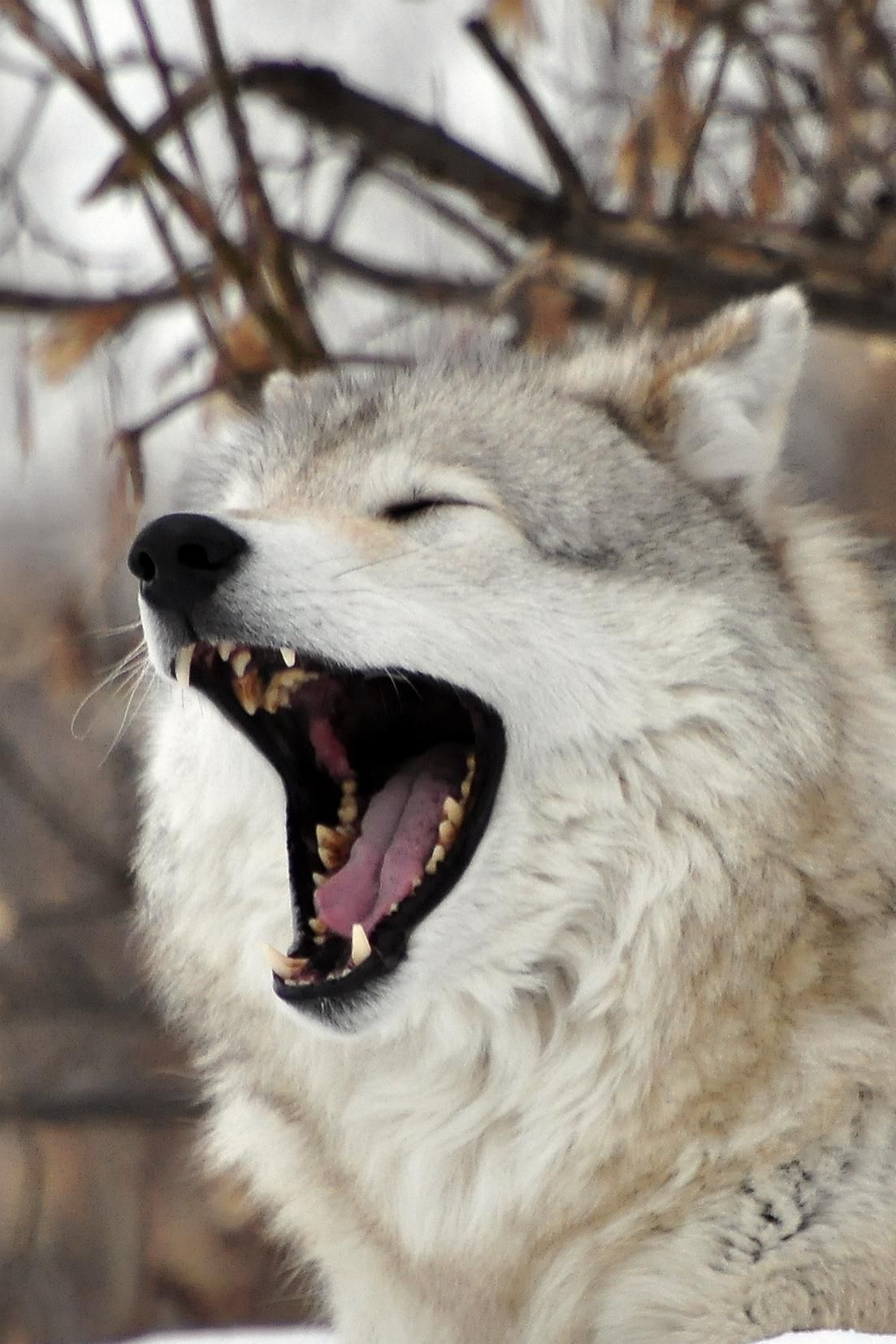 Злой оскал. Оскал волка. Волкособ оскал. Белый волк скалится. Злой волк.