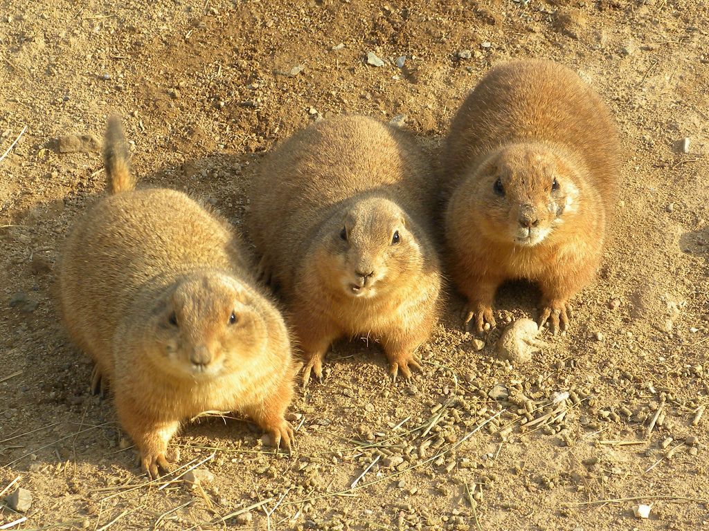 Цокор алтайский фото