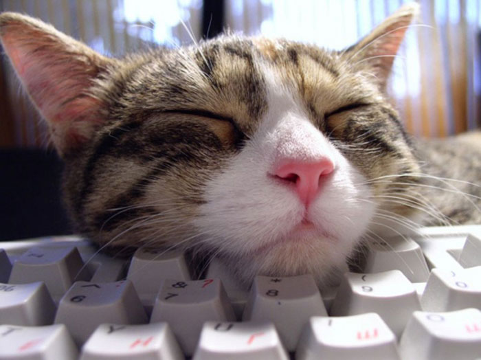 Котейки с клавиатурами