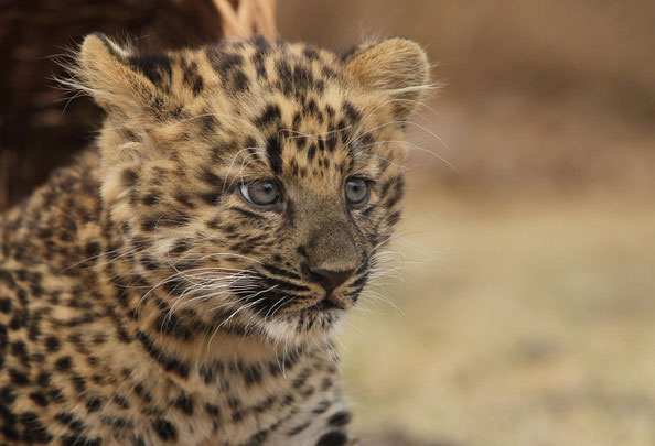 Маленький северокитайский леопард