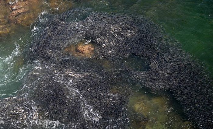 Скопление рыбы в Акапулько (Мексика) (6 фото)