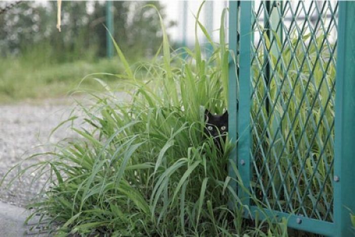 Коты в засаде
