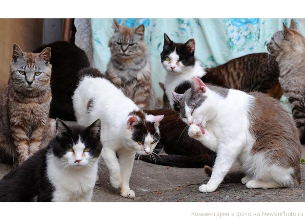 Остров кошек в Японии