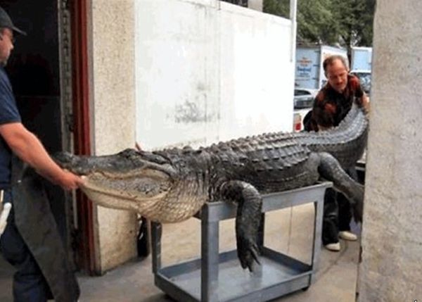 5-метровый крокодил в реке Святого Джона