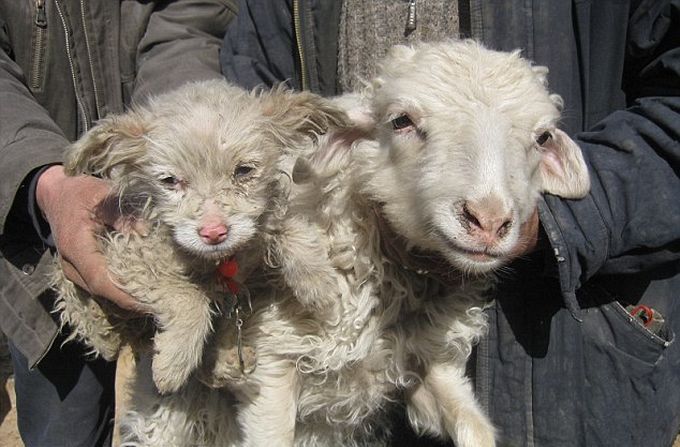 Щенок рожденный от овцы