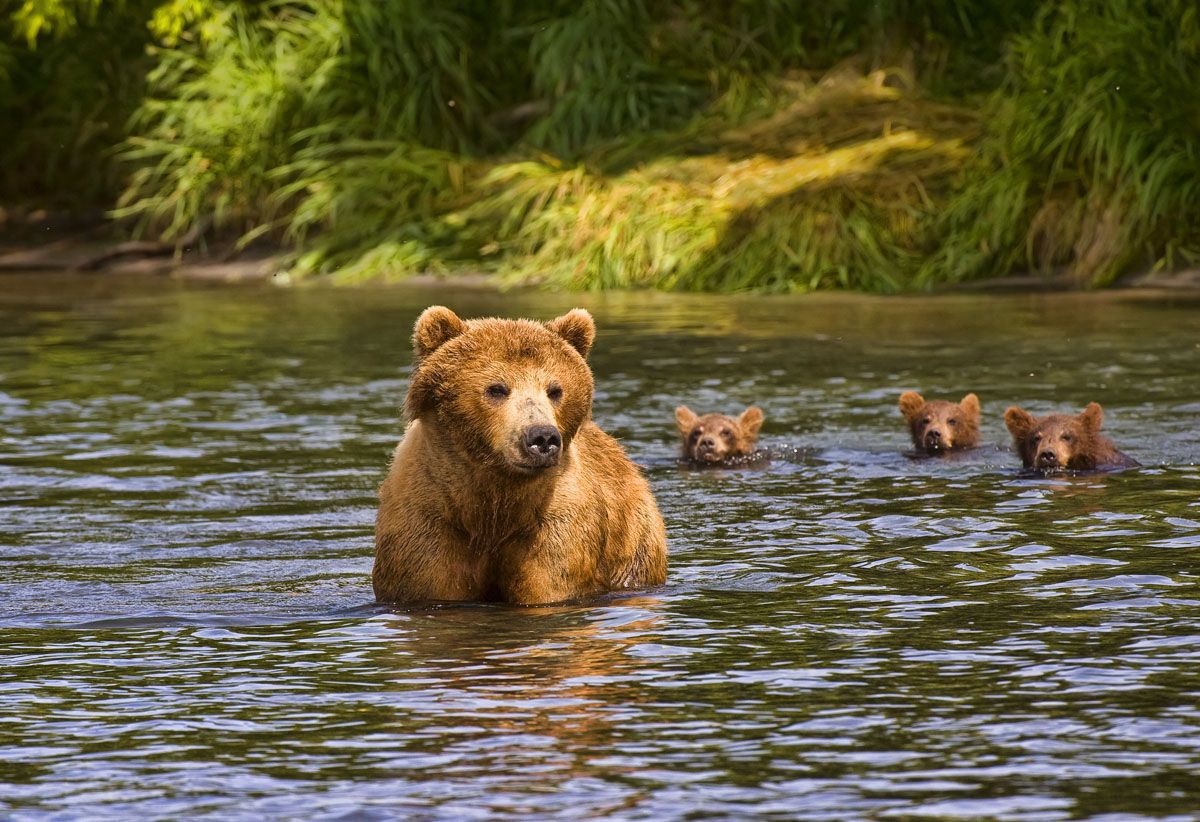 Животные купаются. Баргузинский бурый медведь. Медведь на реке. Бурый медведь плавает. Медведь купается.