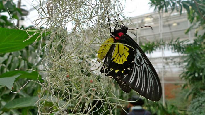 Выставка тропических бабочек в Великобритании (17 фото)