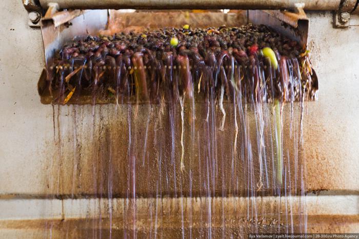 Производство оливкового масла в Иордании