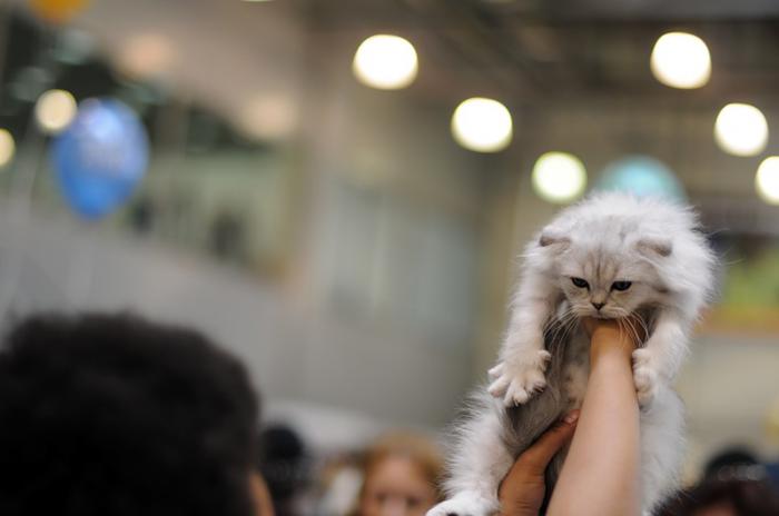 Международная выставка кошек «Кэтсбург 2011»