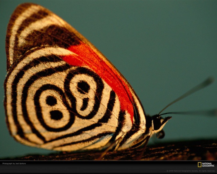 Красивые бабочки (10 фото)