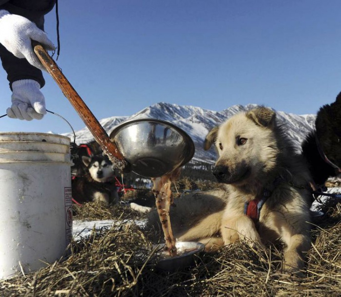 Ежегодные гонки на собачьих упряжках в Аляске