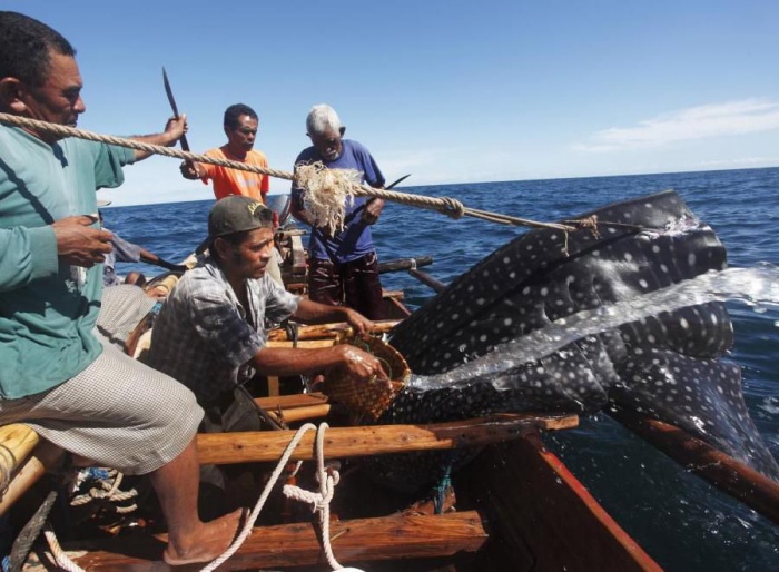 Охота на китов в Индонезии (23 фото)