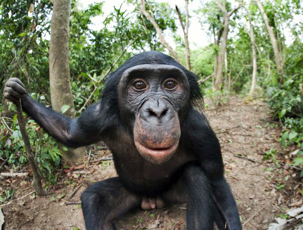 Человекообразные обезьяны Бонобо