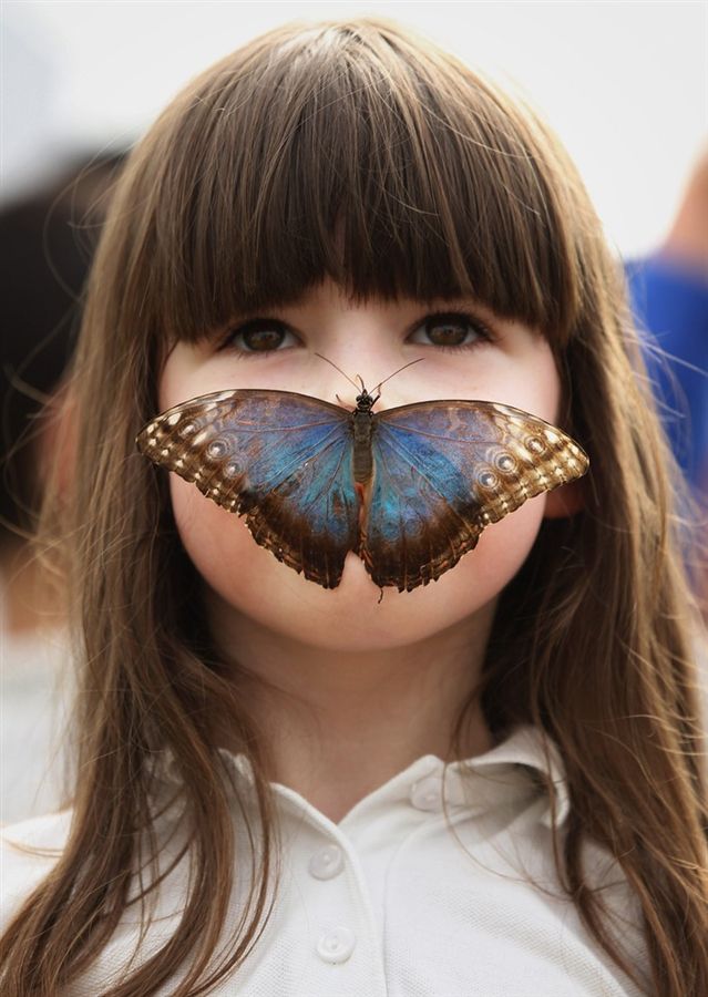 Выставка бабочек в Лондоне