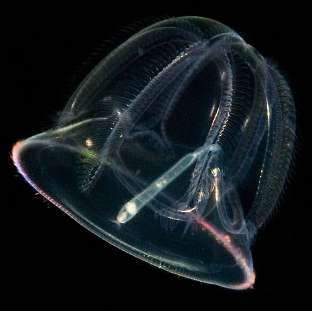 Светящиеся крошечные существа из морских глубин