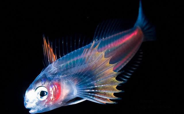 Светящиеся крошечные существа из морских глубин
