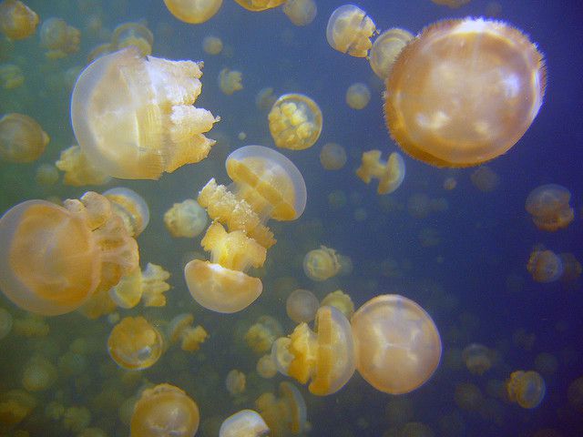 Озеро медуз