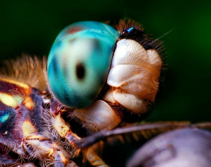 Макро-насекомые (142 фото)