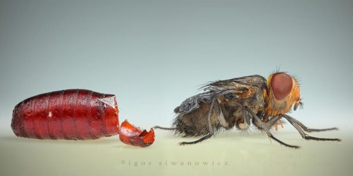 Макро-насекомые (142 фото)