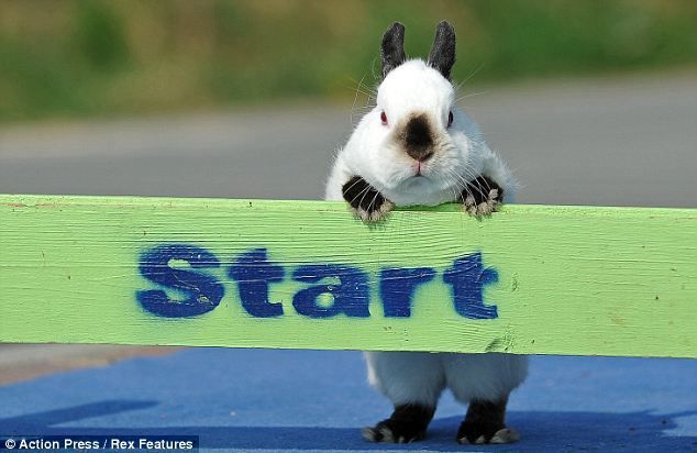 Фотографии с соревнований кроликов