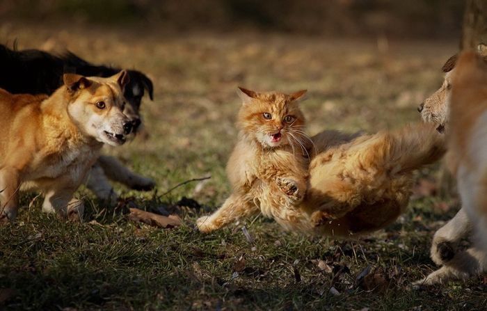 Кот против собаки (6 фото)