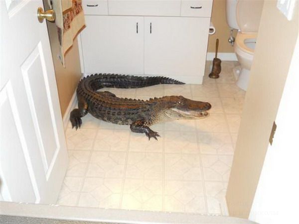 В гости пожаловал аллигатор