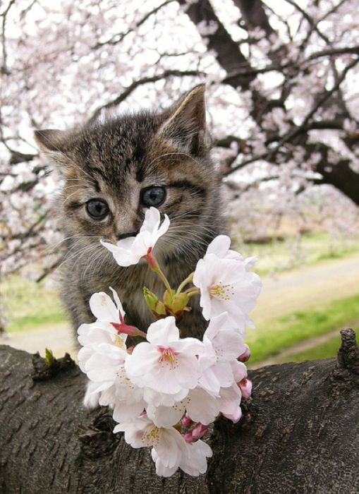 Милые котики на цветущих вишнях