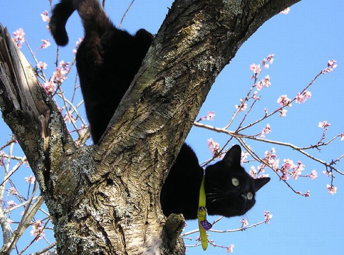 Милые котики на цветущих вишнях