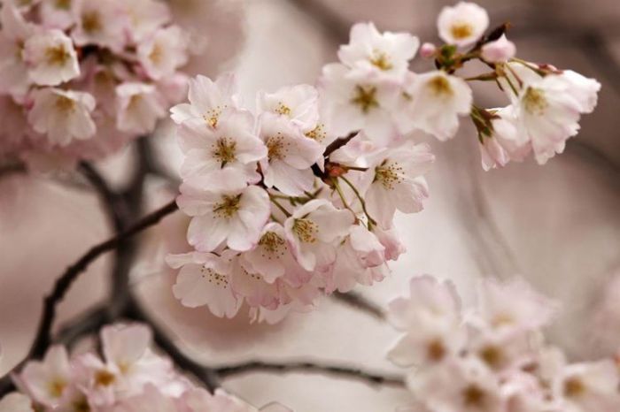 Цветение японской вишни в Вашингтоне