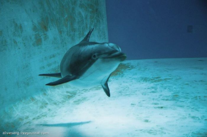 Знакомство с дельфинами