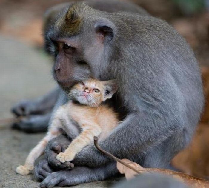 Дружба котенка и обезьянки
