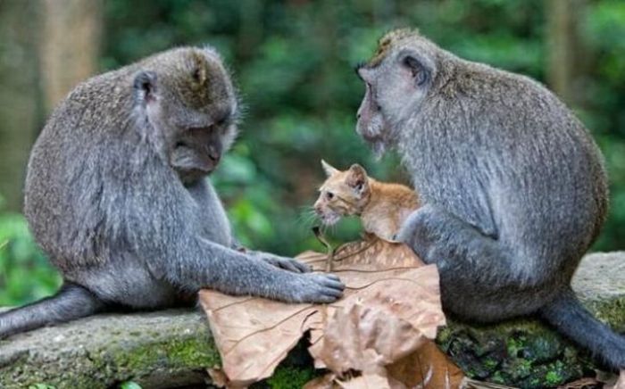 Дружба котенка и обезьянки