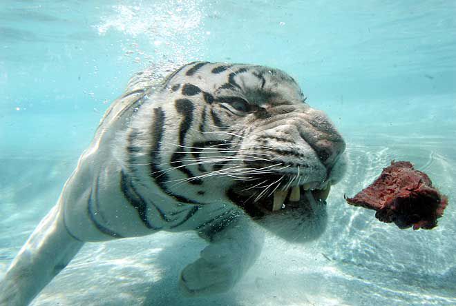 Тигр под водой