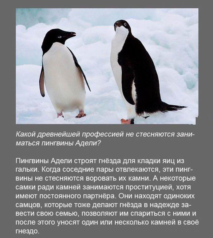 Рассказы про пингвинов для детей. Интересные факты о пингвинах. Самое интересное о пингвинах. Забавные факты о пингвинах. Удивительные факты о пингвинах.