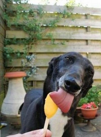 Собака очень любит мороженое