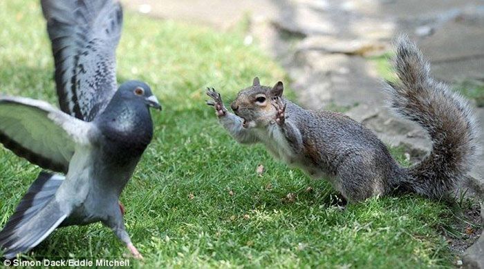Защита орешка от голубя